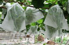 rayson nonwoven,ruixin,enviro-White Color Permeable Non Woven Plant Cover For Grape Banana Protect-3