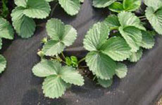 rayson nonwoven,ruixin,enviro-Black Garden Weed Control Fabric For MaintainTemperature To Benefit He-4