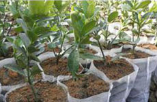 rayson nonwoven,ruixin,enviro-Horticultural Non Woven PP Seed Blanket-1