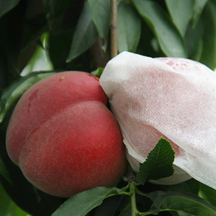 product-Increased harvest pp Non woven Fabric fruit covers-rayson nonwoven-img-3