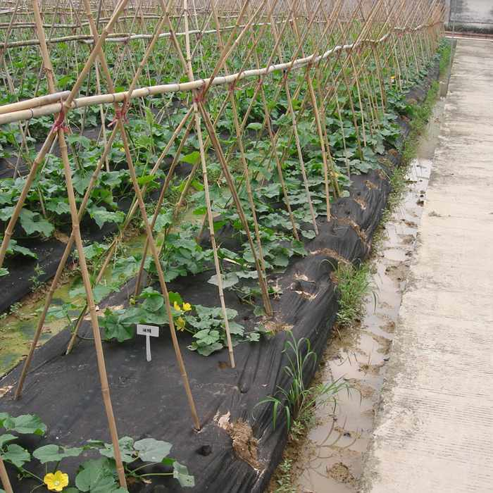 weed control landscape fabric clothing plant biodegradable landscape fabric keep rayson nonwoven,ruixin,enviro Brand
