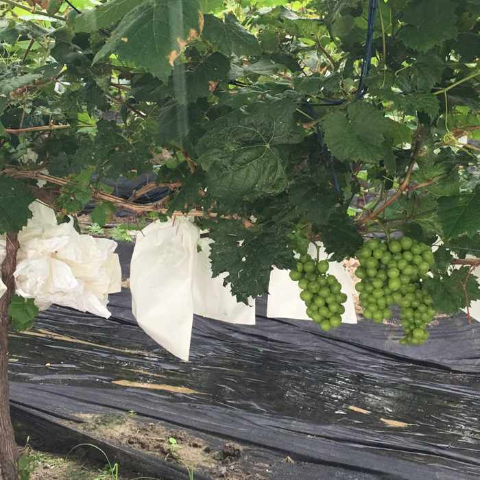 rayson nonwoven,ruixin,enviro-Rayson Non Woven Fruit Protection Bag for Garden Agricultural