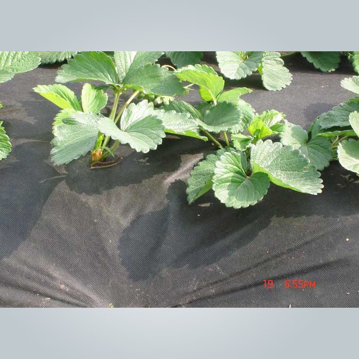 product-Agriculture tunnel pp non woven farbic with Uv resistant-rayson nonwoven-img-3