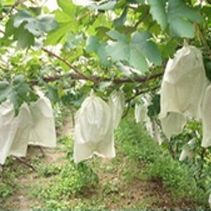 product-Biodegradable Spunbond Nonwoven Fabric Fruit Protection Bag For Grape-rayson nonwoven-img-3