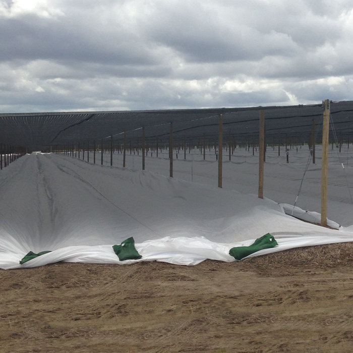 Produttore cinese PP Spunbond Biodegradable Row Cover Cover Crop Agraltural Plant Protection Tessuto