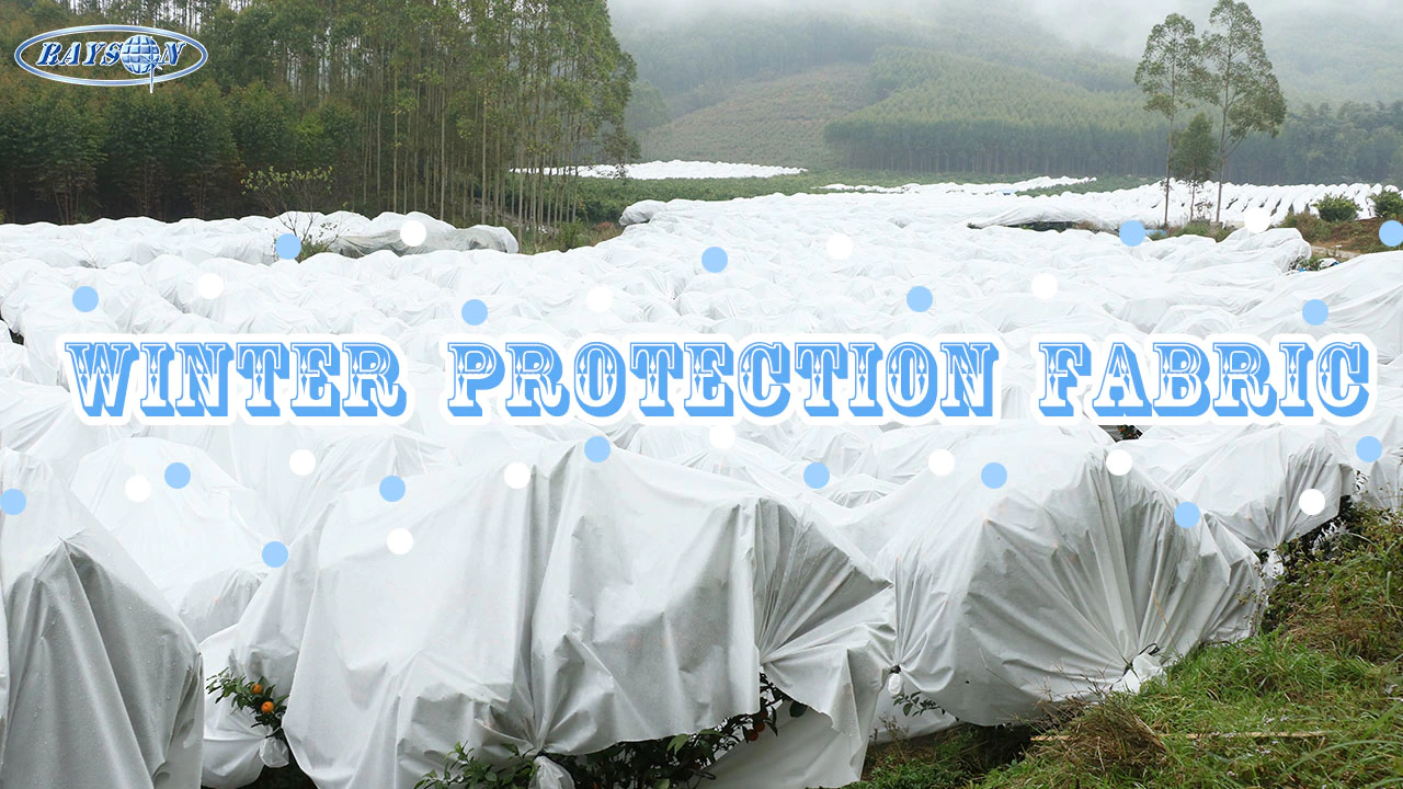 Ultra-large Non-Woven Fabrics Effectively Prevent Frost To Protect Crops Against Severe Cold