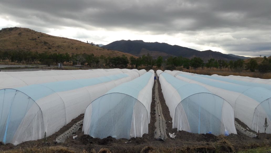 Weed control barrier mat in roll fabric / landscape ground cover / PP spunbond nonwoven non woven fabric or agriculture