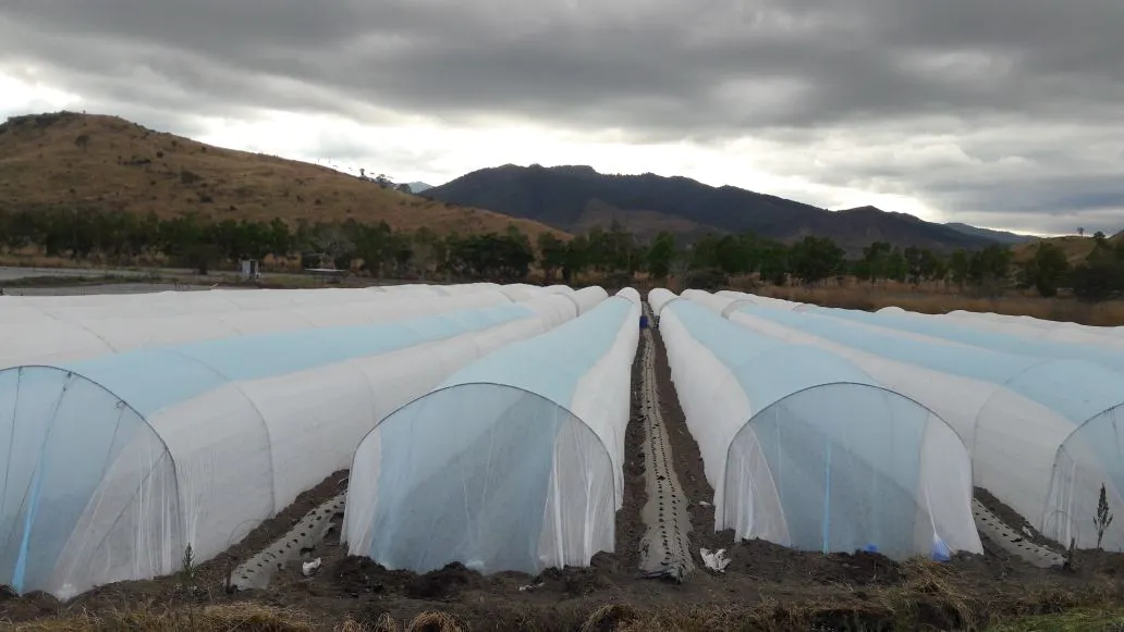 Polypropylene Nonwoven Fabric Prevent Fost To Protect Crops  And Inscets