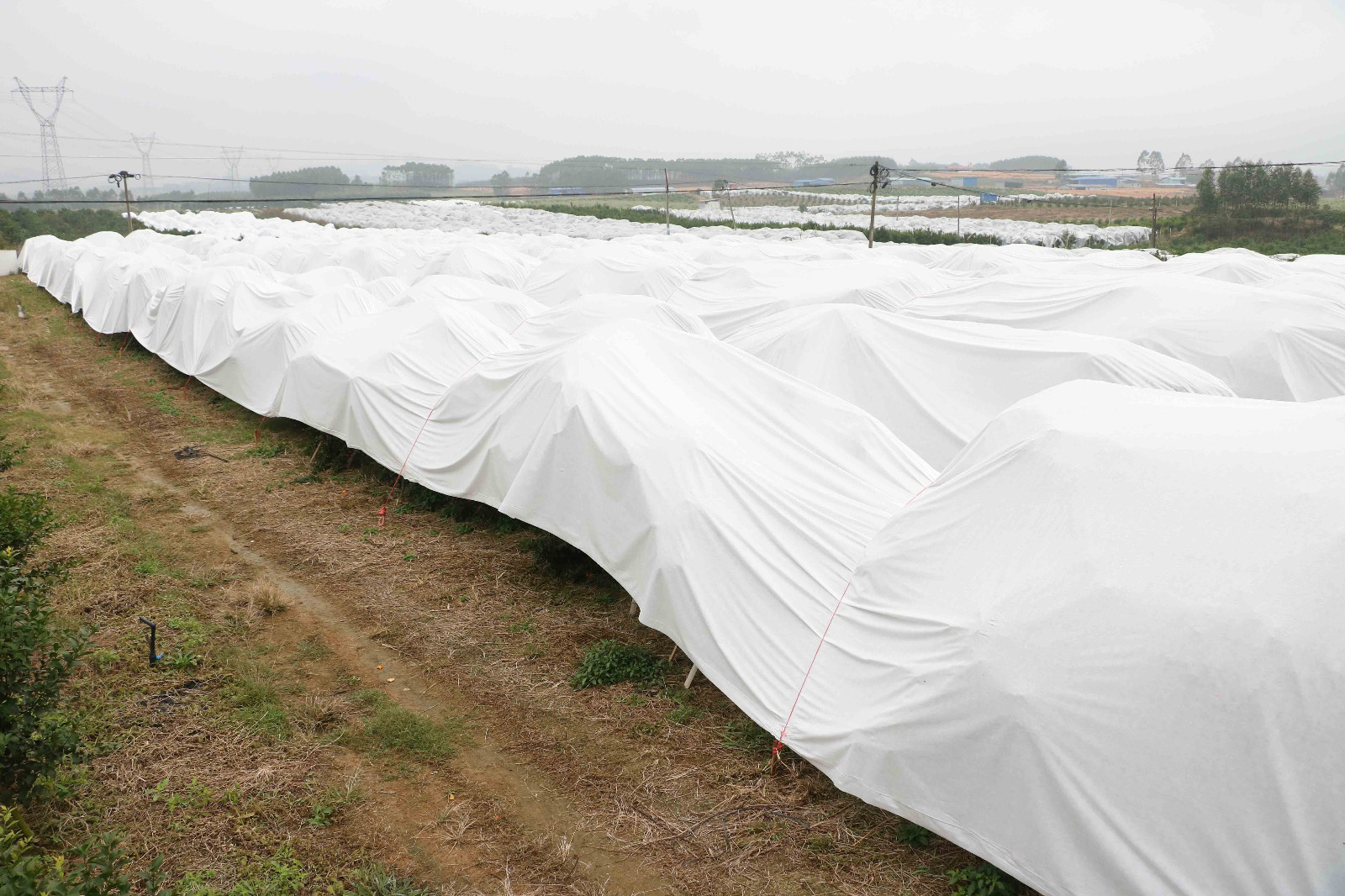 video-High grade polypropylene spunbond non woven frost prtection fabric for crop cover-rayson nonwo