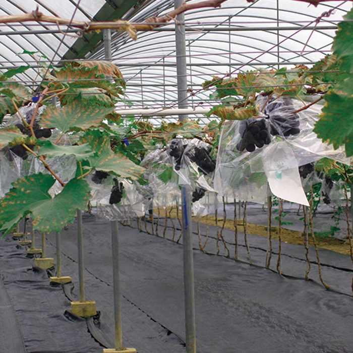rayson nonwoven,ruixin,enviro-High-quality Increased Harvest Pp Non Woven Fabric Fruit Covers Factor