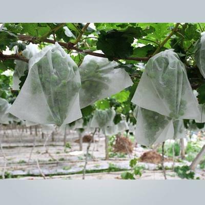Fruit bag in pp non woven fabric against insects