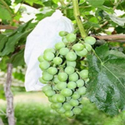 Biodegradable Spunbond Nonwoven Fabric Fruit Protection Bag For Grape