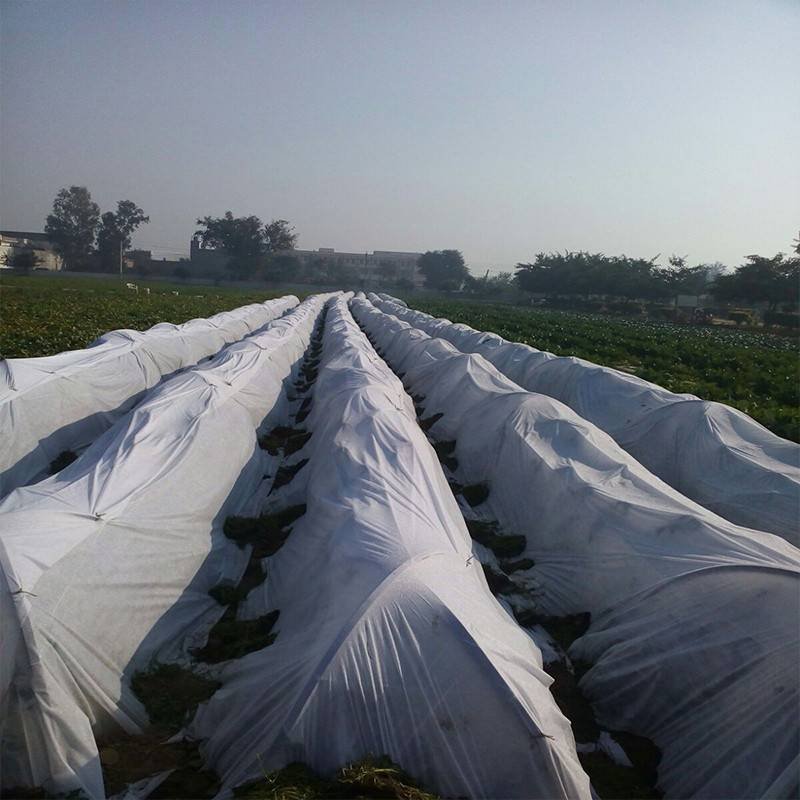 Agricultural Non Woven PP Tunnel Cover