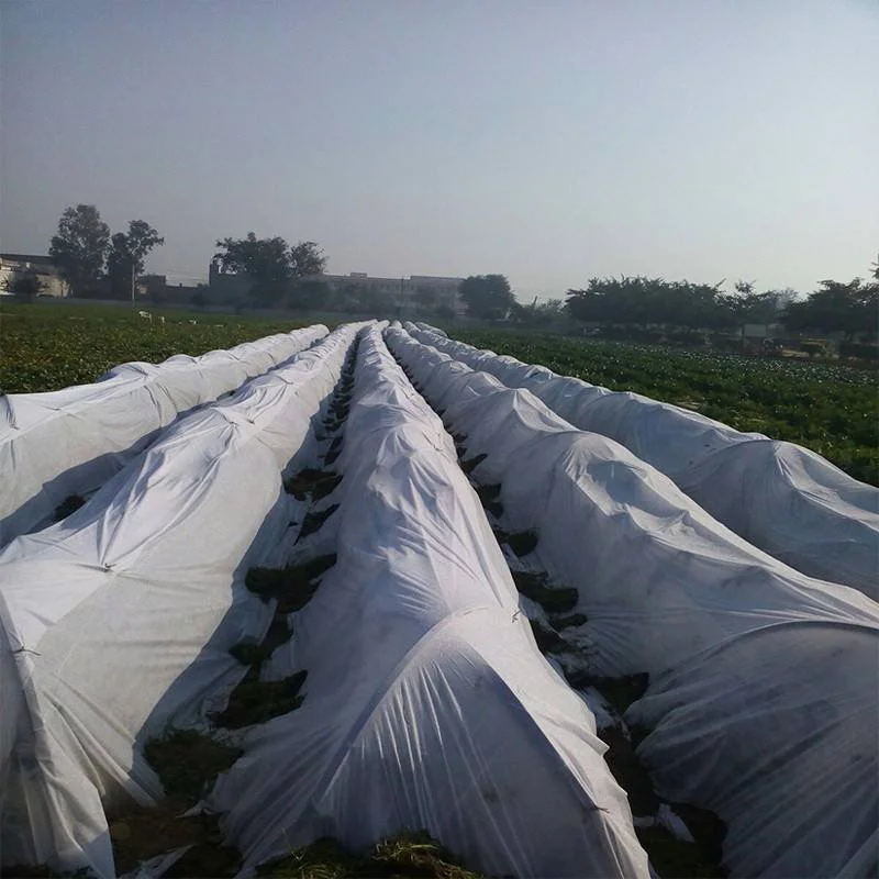product-rayson nonwoven-Agricultural Non Woven PP Tunnel Cover-img-2