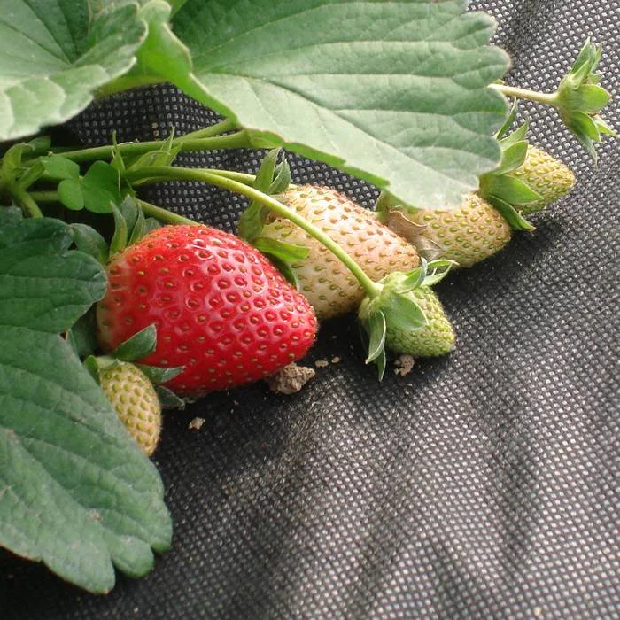 Starwberry weed control fabric