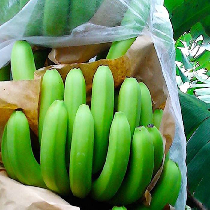 Le poids 17 gsm banane utilise le tissu anti-UV non-tissé de pp