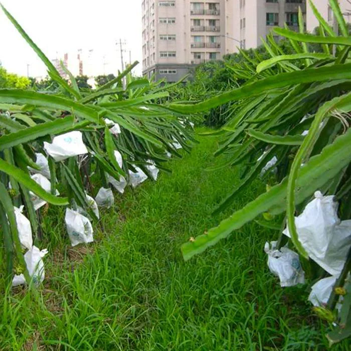 Anti Aging UV Protected Nonwoven Bags For Agriculture Use