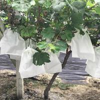 white non woven plant coverings